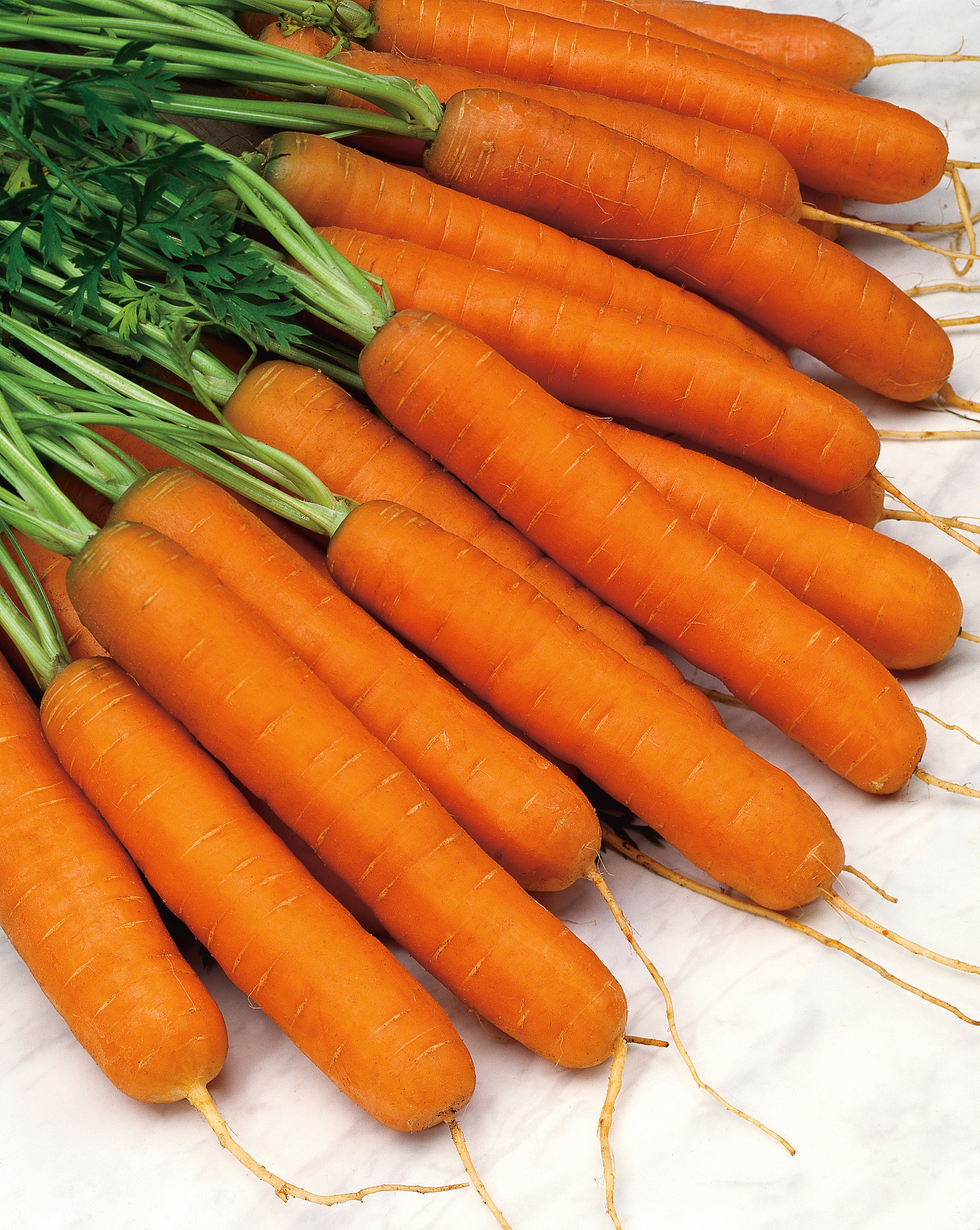 Mehrere frisch geerntete orange Karotten mit grünen Blättern, als Bund auf hellem Untergrund angeordnet