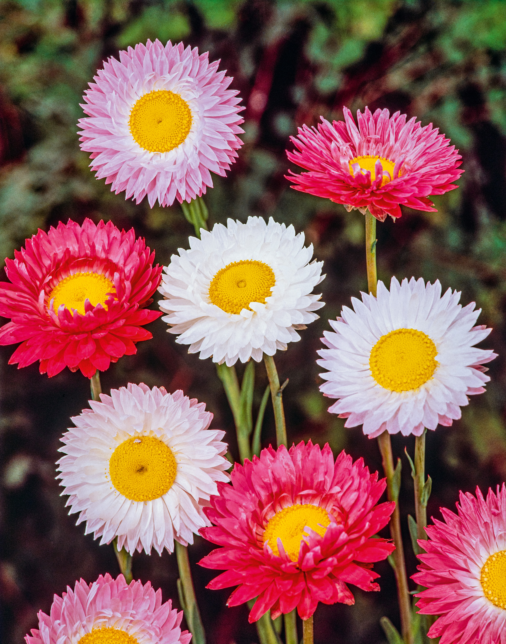 Sonnenflügel Prachtmischung