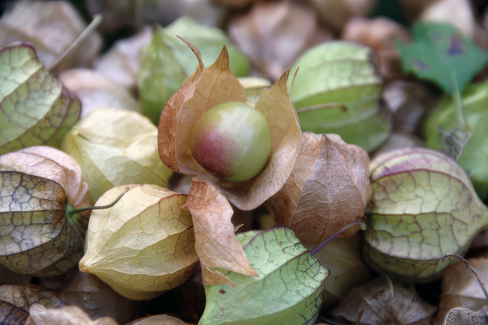 Physalis Sternkirsche