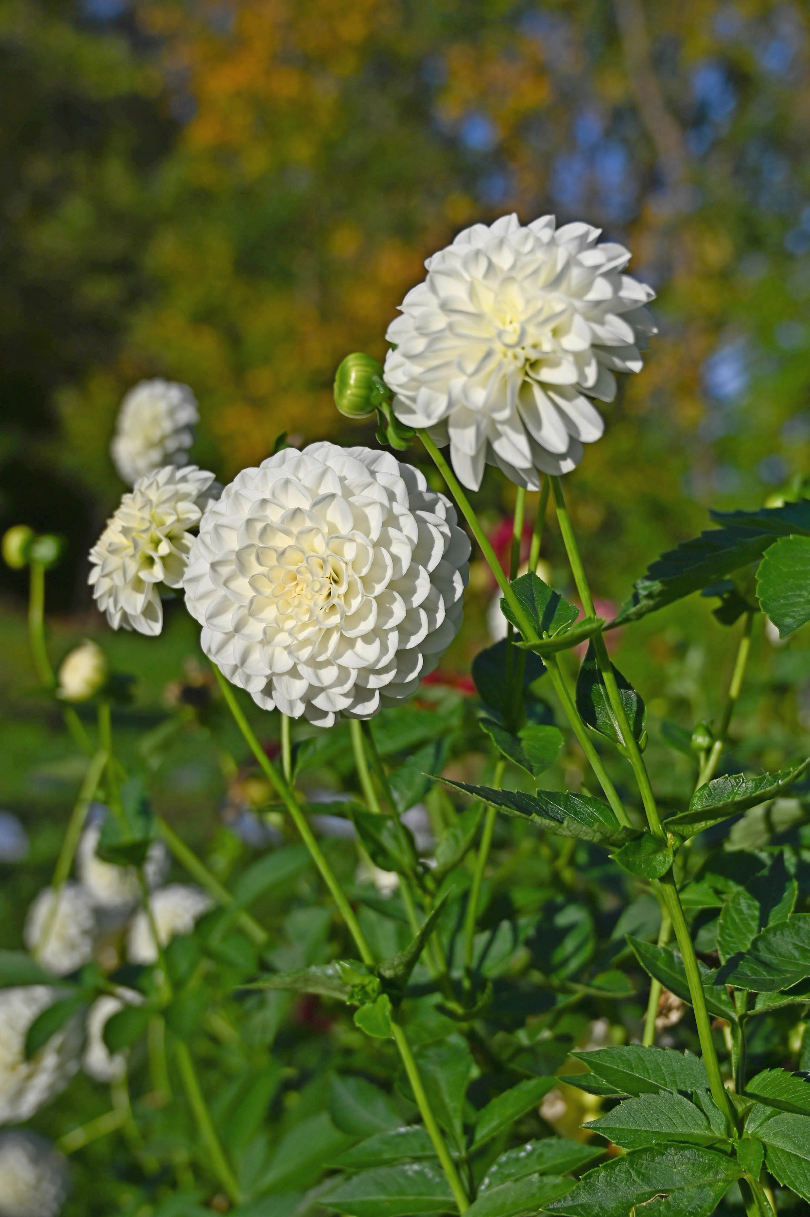 2753_Pompon-Dahlien Petras Wedding Nahaufnahme mehrerer weißer Pompon-Dahlienblüten im Sonnenlicht mit grünen Stielen und Blättern
