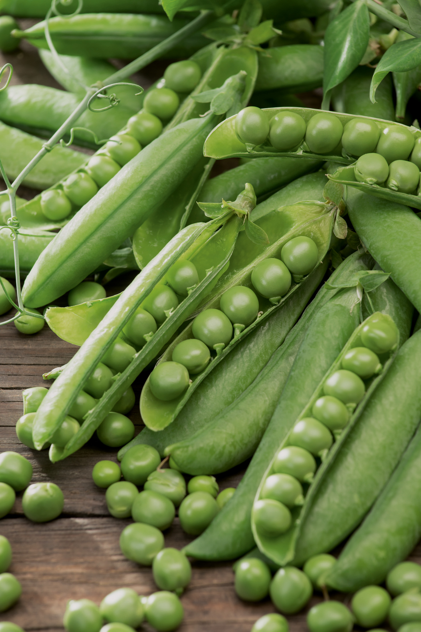 Frische geöffnete Erbsenschoten mit grünen Markerbsen der Sorte Wunder von Kelvedon von Samen-Fetzer – mittelfrühes, vielseitiges Profi-Qualität Saatgut für den Garten