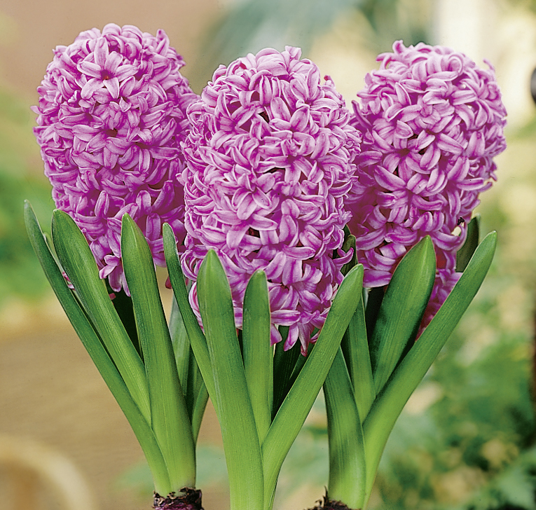 Drei blühende Hyazinthen Pink Pearl mit dunkelrosa, duftenden Blütenständen und grünen Blättern, ideal für den frühen Frühlingsgarten sowie für Töpfe und Schalen im Haus