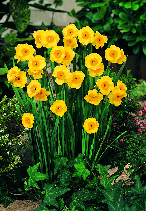 53294_vima02506_Narcissus_Sun_Disc_VP Leuchtend gelbe Mini-Narzissen in großer Traube mit schlanken grünen Blättern in einem Gartenbeet, umgeben von Efeu und Bodendeckern