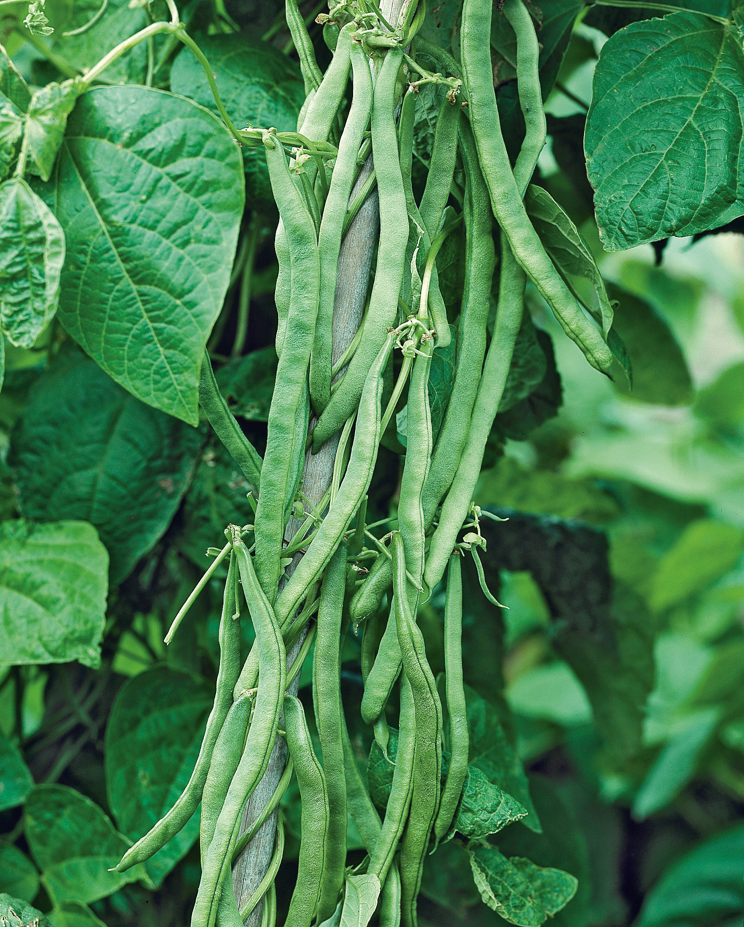 Stangenbohnen (Bio) Neckarkönigin