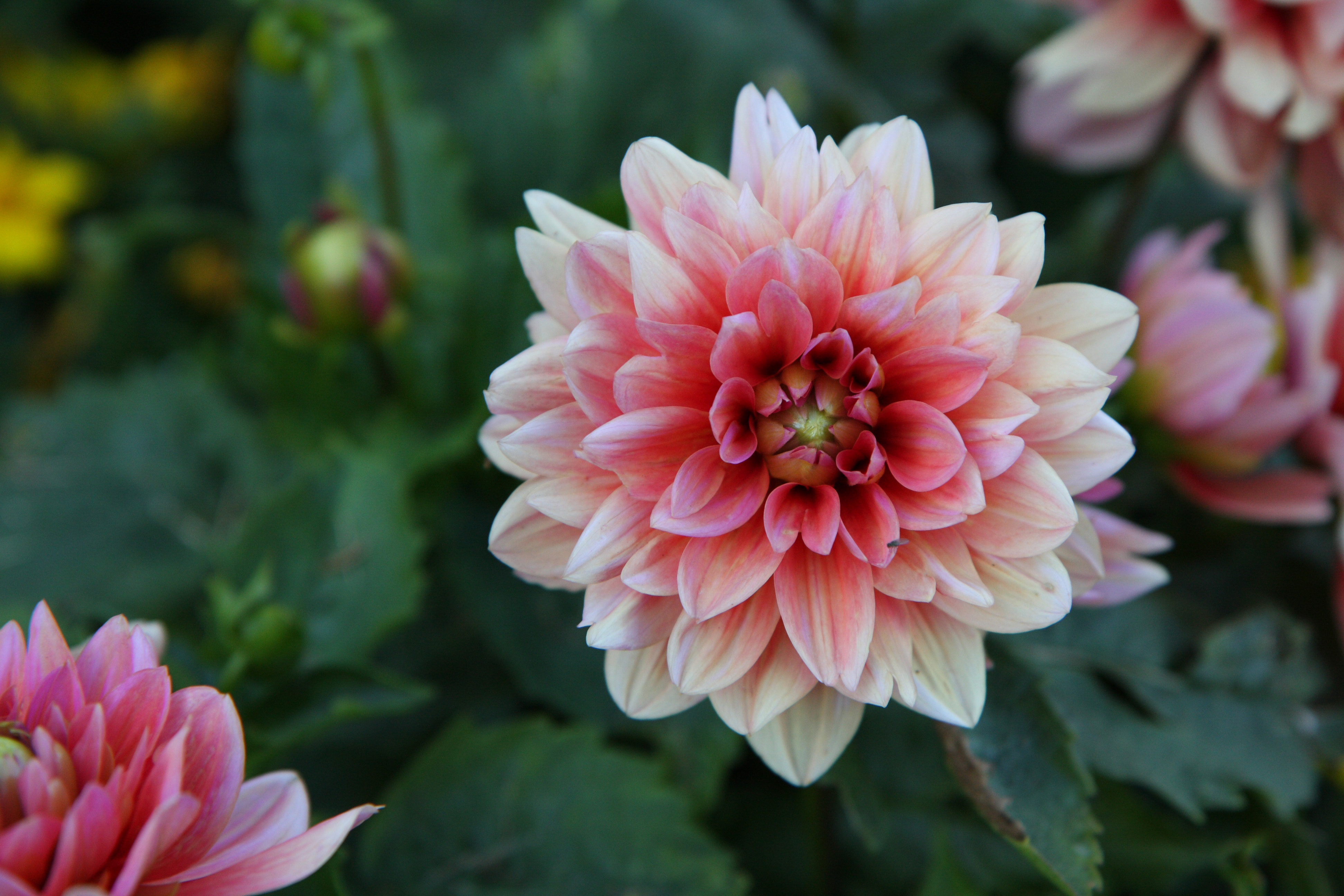 Nahaufnahme einer rosa-weißen Dahlienblüte mit vielen dicht angeordneten Blütenblättern, blassem Zentrum und unscharfem grünem Laub im Hintergrund