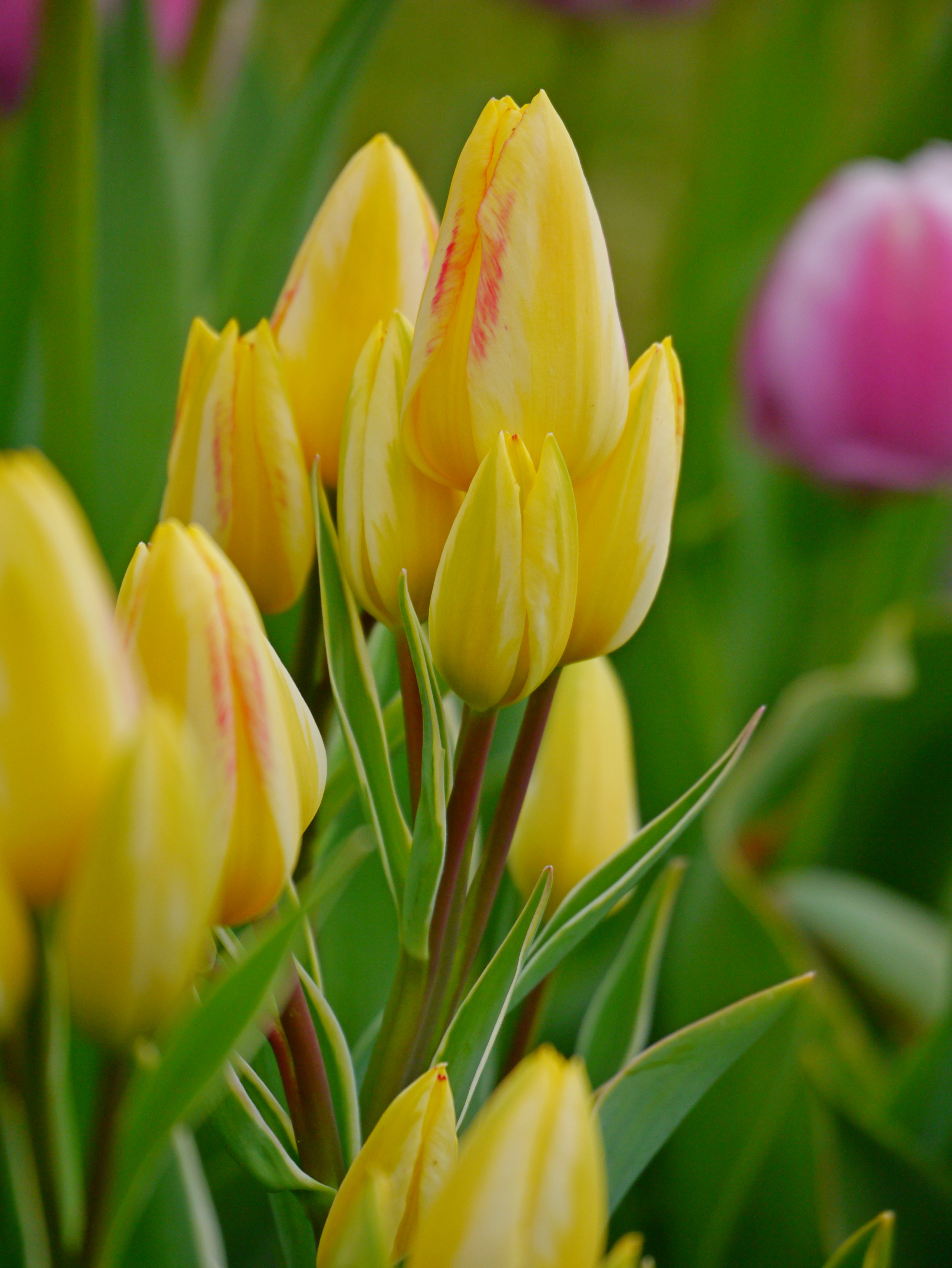 Nahaufnahme mehrerer gelber Tulpen mit rötlichen Streifen, schmale grüne Blätter im Vordergrund und unscharfer rosa Tulpenhintergrund