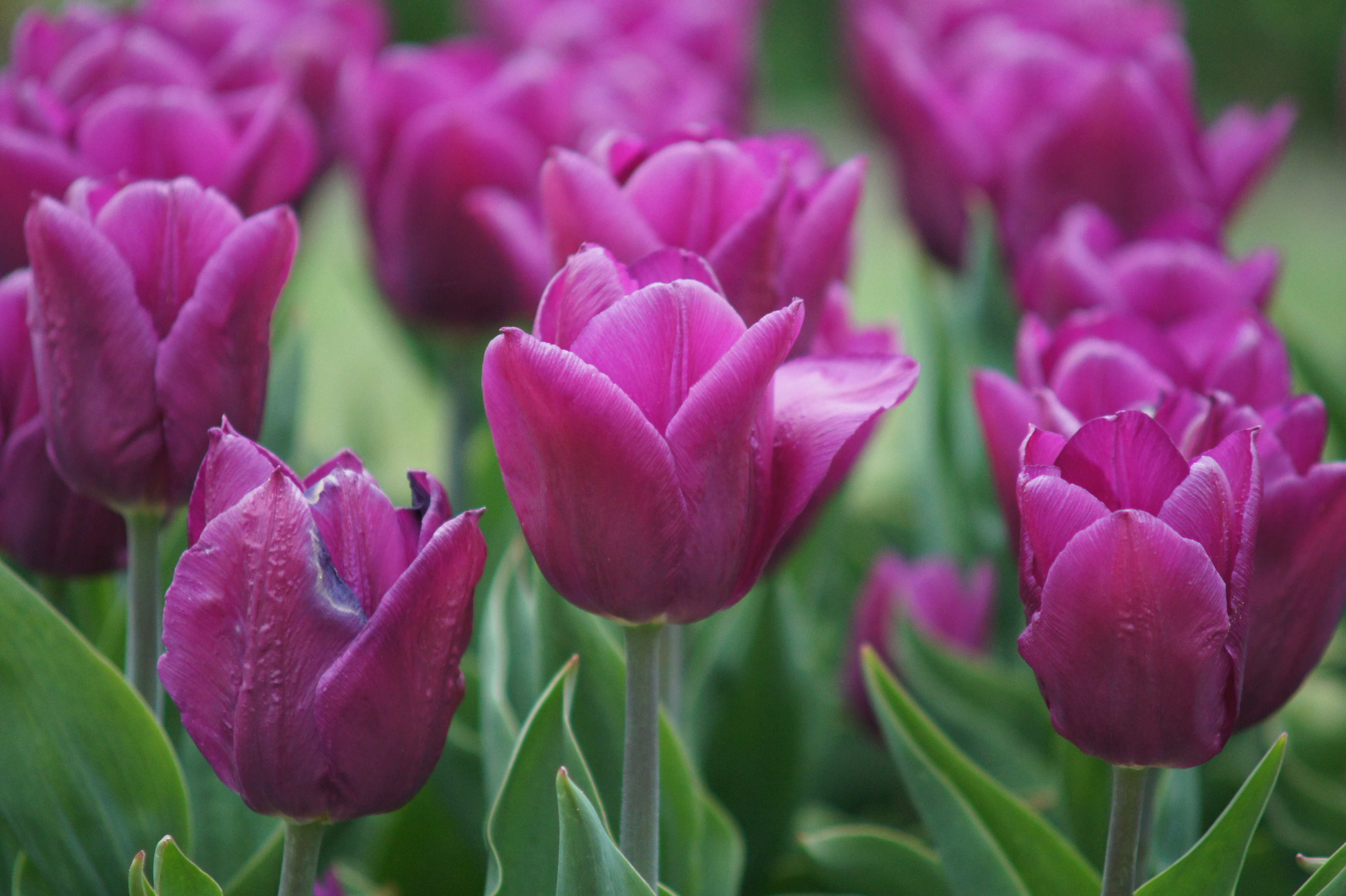 52192_Triumph-Tulpen Laptop Nahaufnahme mehrerer lila Tulpen mit grünen Blättern im Garten, fokussierte Blüte im Vordergrund