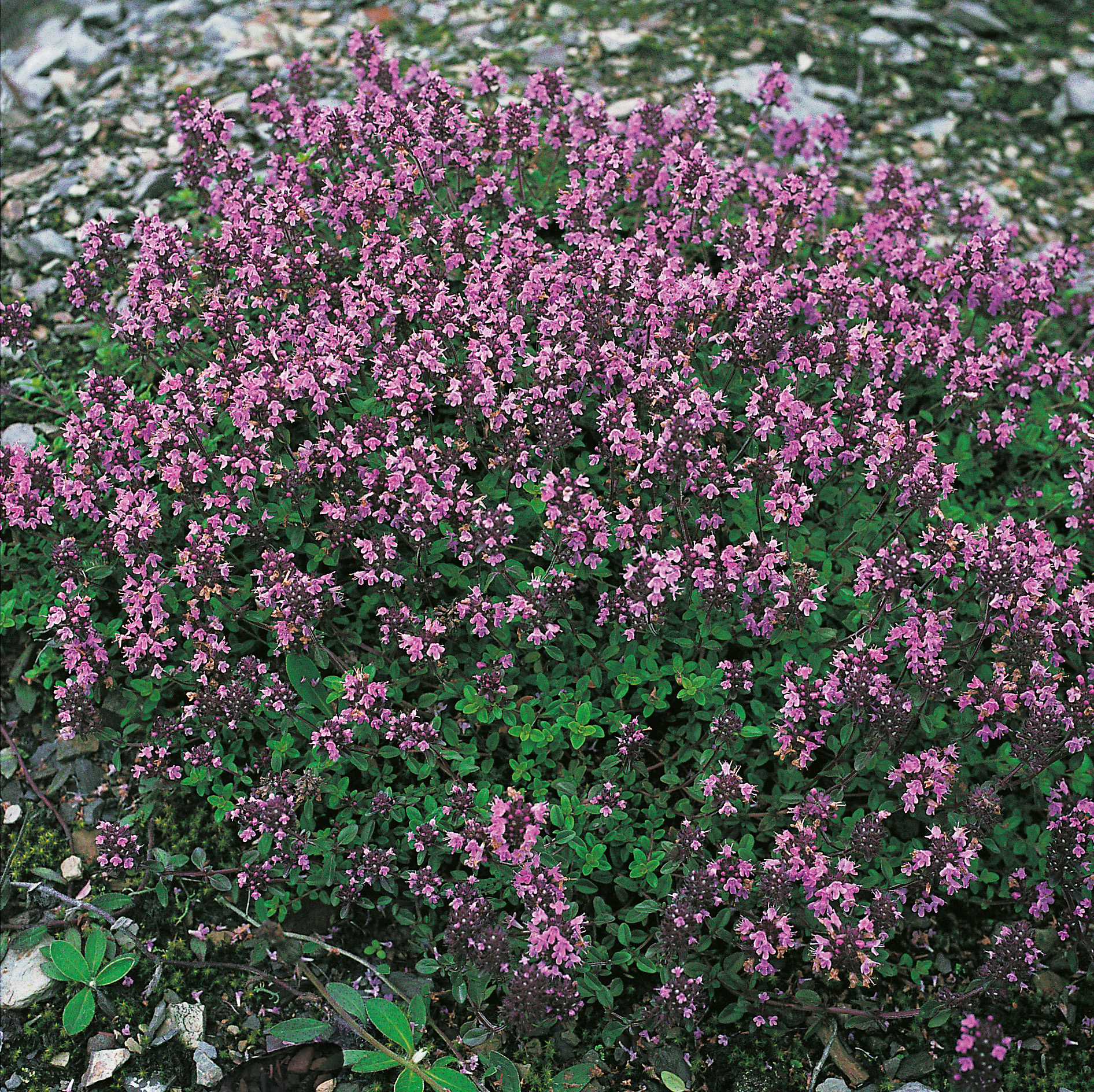 Dichter Teppich aus kriechendem Thymian mit zahlreichen kleinen rosa-lilafarbenen Blüten auf steinigem Boden, sommerliche Nahaufnahme