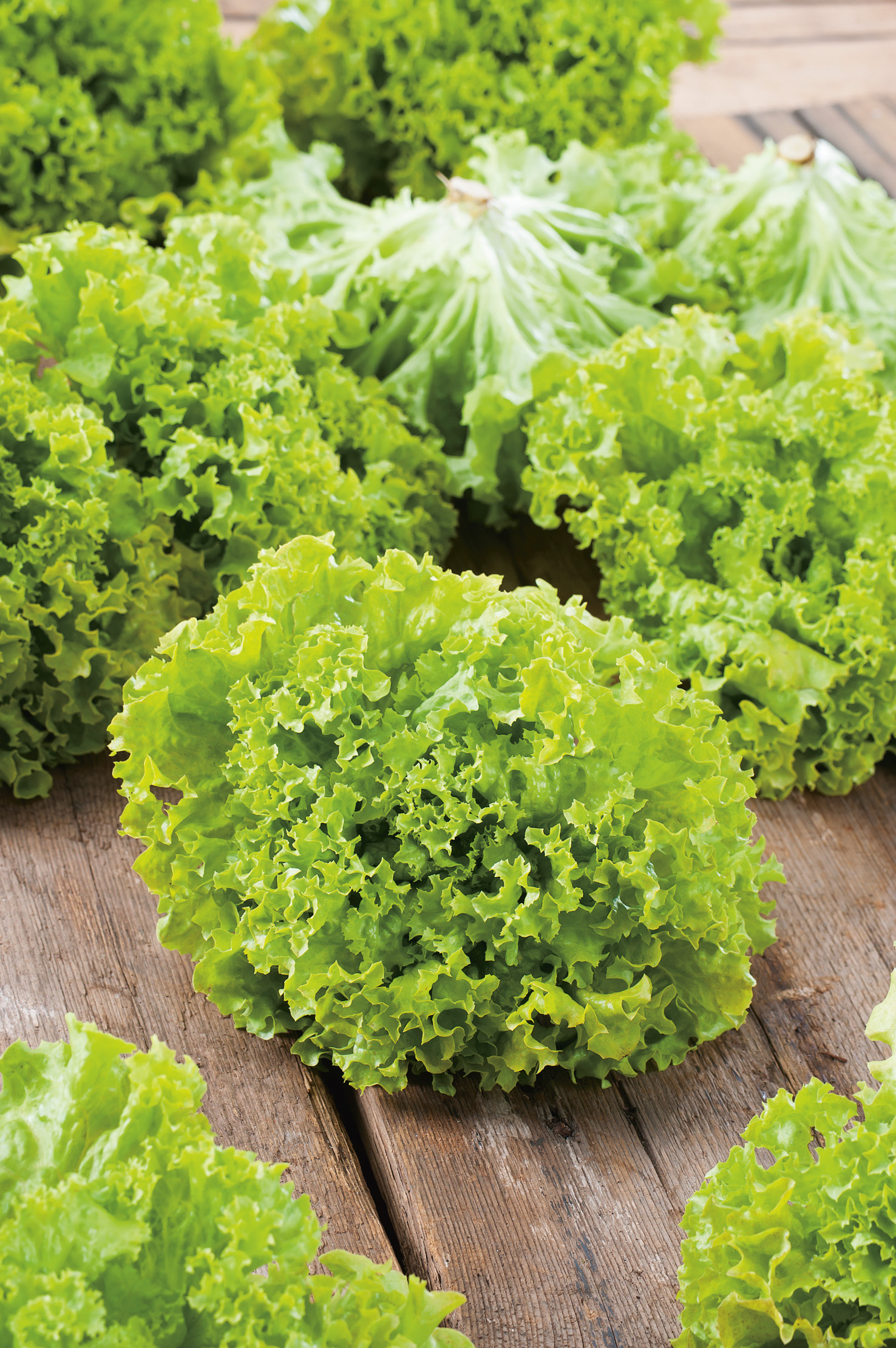 93080_Pflücksalat Lollo Bionda Nahaufnahme von mehreren Köpfen frischen grünen Kopfsalats mit krausen, hellgrünen Blättern auf einem rustikalen Holztisch