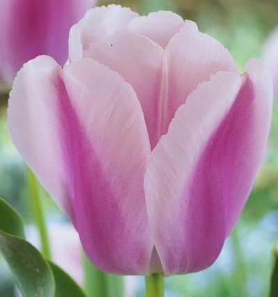Nahaufnahme der Darwin-Hybrid-Tulpe Ollioulles mit dunkelrosa Blütenblättern und zart hellrosa Rand, ideal für Beet und Schnittblume im Frühlingsgarten