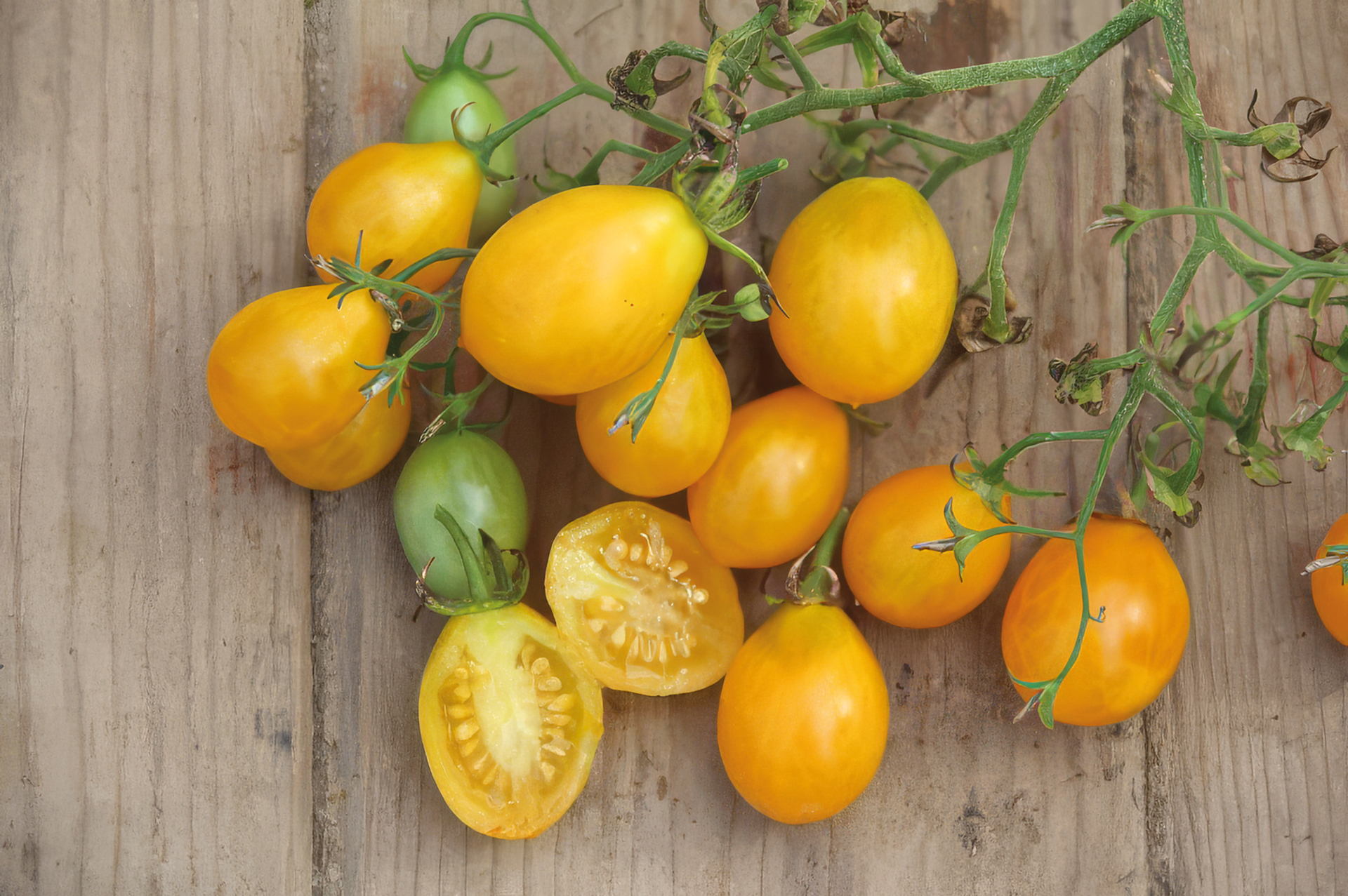 Cocktailtomate Gelbe Dattelwein