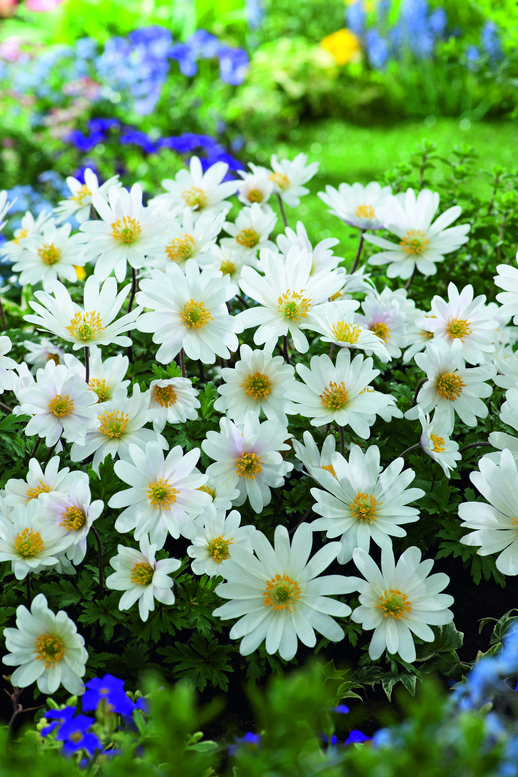 Nahaufnahme weißer Anemonen mit gelben Blütenzentren in einem üppigen grünen Beet, blau blühende Akzente im Vorder- und Hintergrund