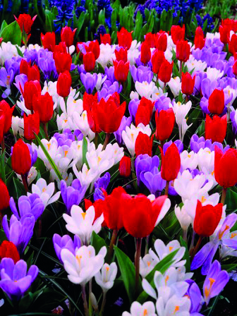 Blumenzwiebel-Mischung Frühlingsteppich Rot/Weiß/Blau mit roten Tulpen Showwinner sowie Krokussen Grand Maître und Jeanne dArc in dichter Frühlingsblüte