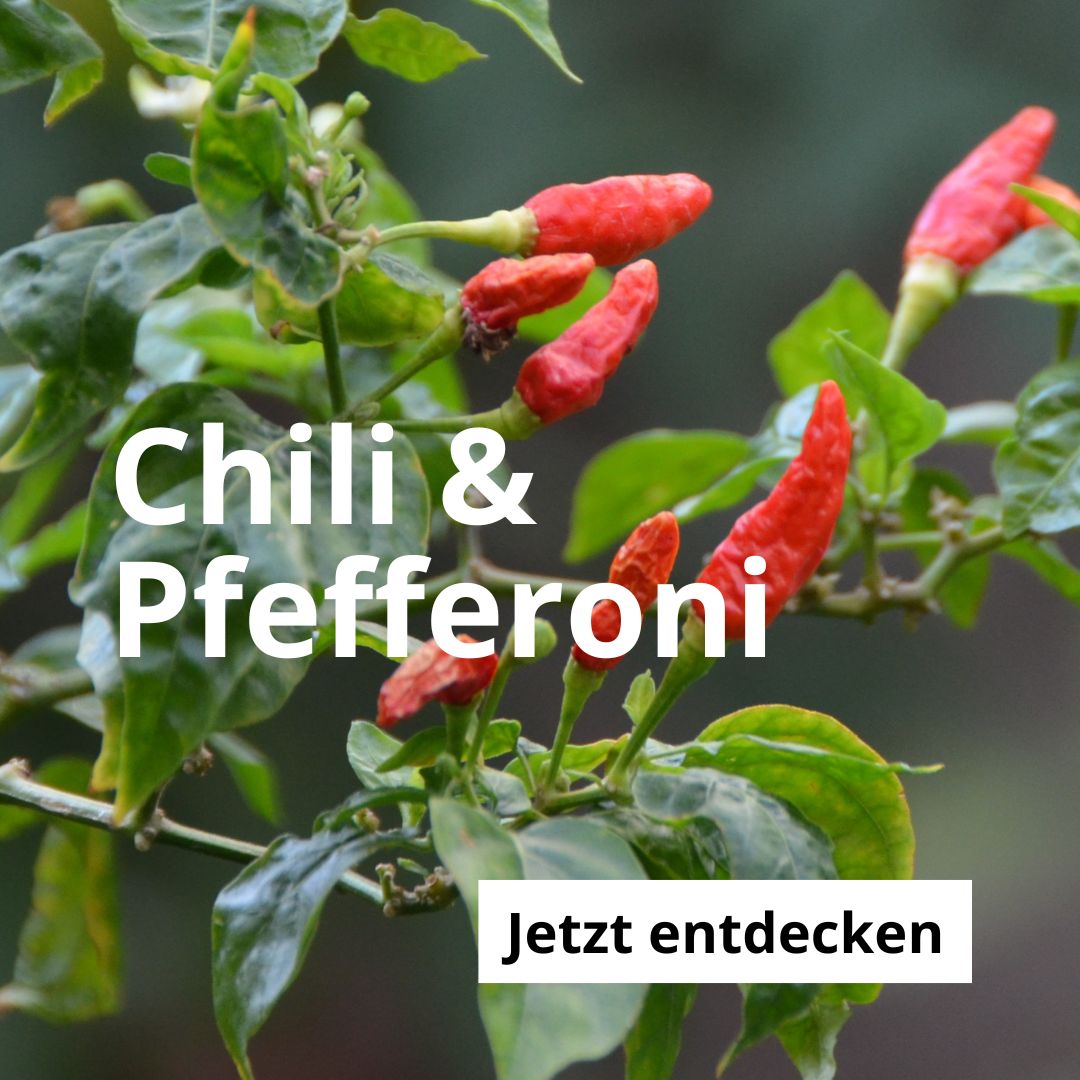 Chili und Pfefferonie