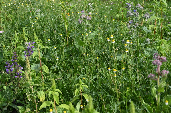 Nahaufnahme einer blühenden Wildblumenwiese mit grünen Gräsern, gelb-weißen kamillenähnlichen Blüten sowie violetten und rosa Farbtupfern