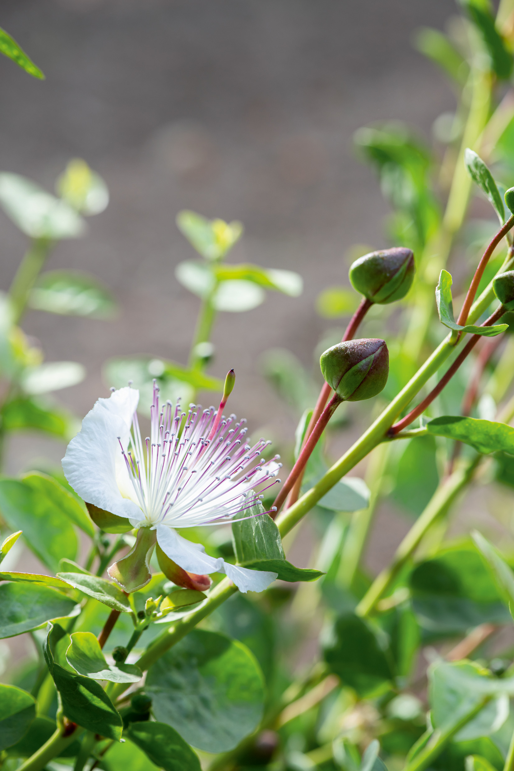 Nahaufnahme einer Kapernblüte (Capparis spinosa) mit weißen Blütenblättern, violetten Staubfäden und mehreren grünen Kapernknospen an Stängeln