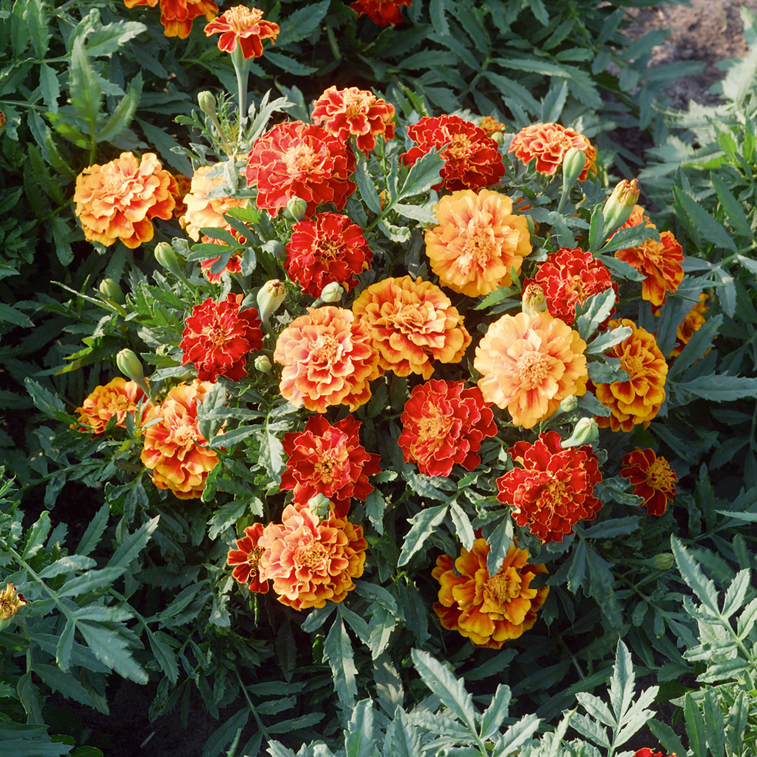 Nahaufnahme eines Busches leuchtender Tagetes (Studentenblumen) in Orange- und Rottönen mit grünen, gefiederten Blättern im Blumenbeet.