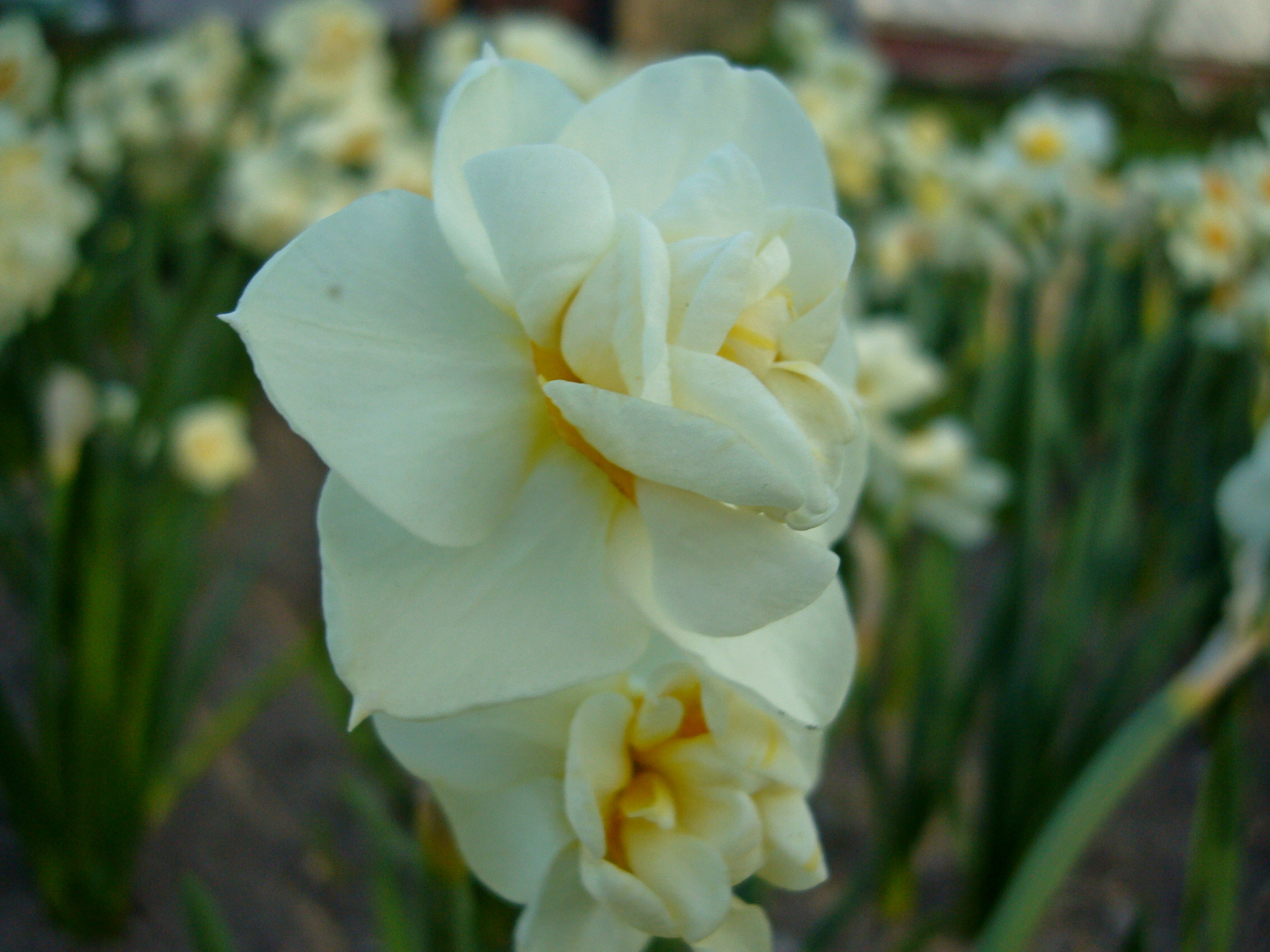Nahaufnahme einer doppelten weißen Narzisse (Narcissus) mit cremefarbenen Blütenblättern und gelbem Zentrum in einem Blumenbeet