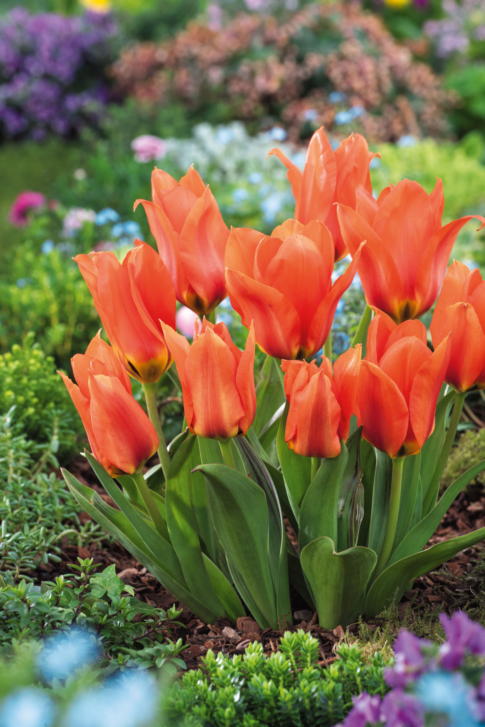 Kaufmanniana-Tulpen Princess Household