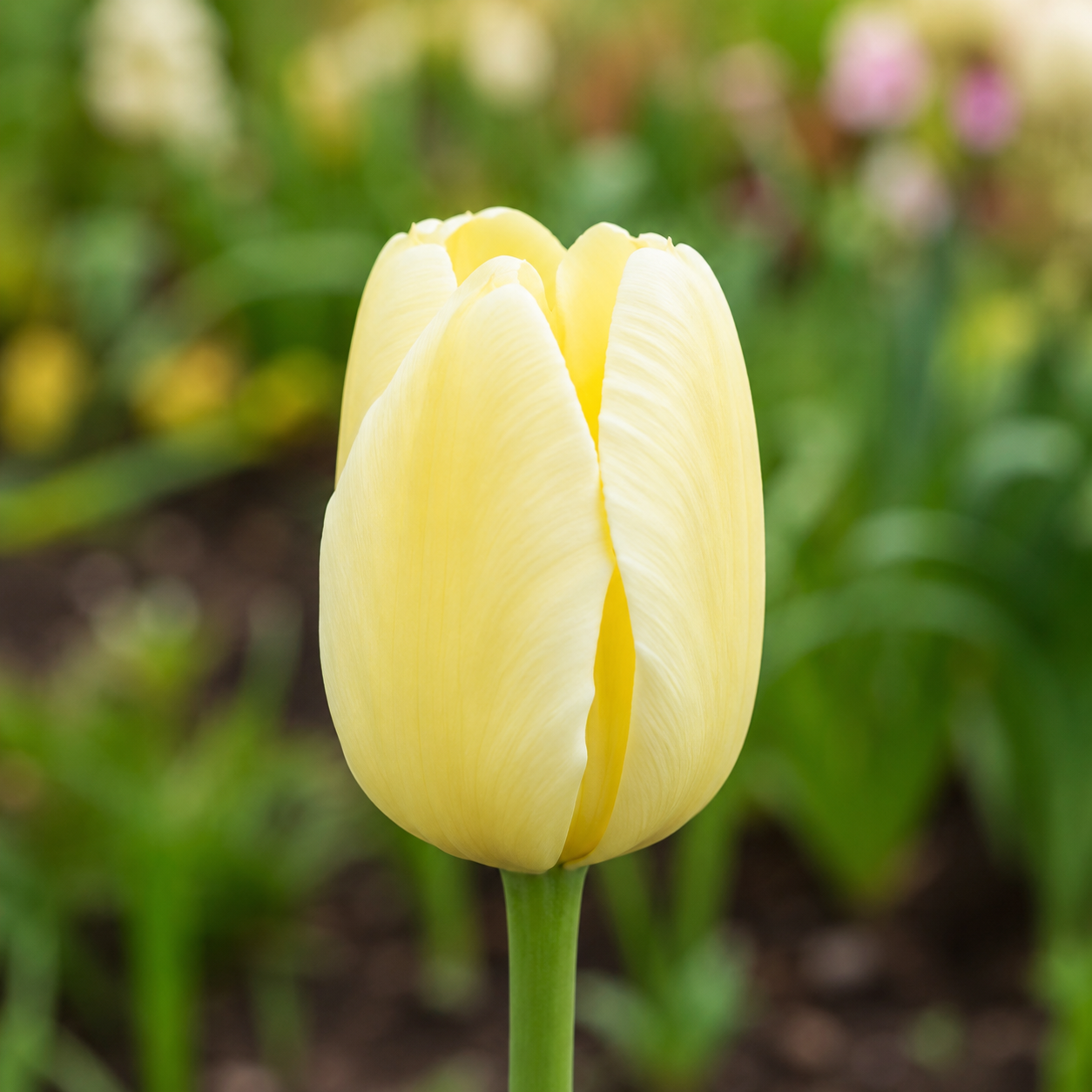 Einfache späte Tulpen City of Vancouver
