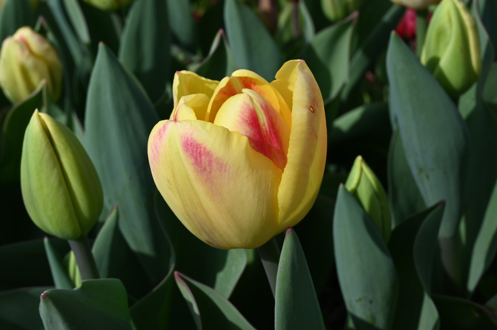 Nahaufnahme der Triumph-Tulpe Buckingham mit gelber Blüte und orangefarbenen Flammen im Beet, ideal für Frühlingsgarten, Rabatten, Kübel und als Schnittblume.