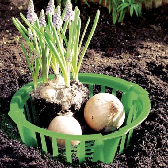 Grüner Kunststoff-Pflanzkorb mit Blumenzwiebeln und blühenden Traubenhyazinthen (Muscari) im Gartenboden, zeigt Abstandshalter und Pflanztiefe beim Einsetzen der Zwiebeln