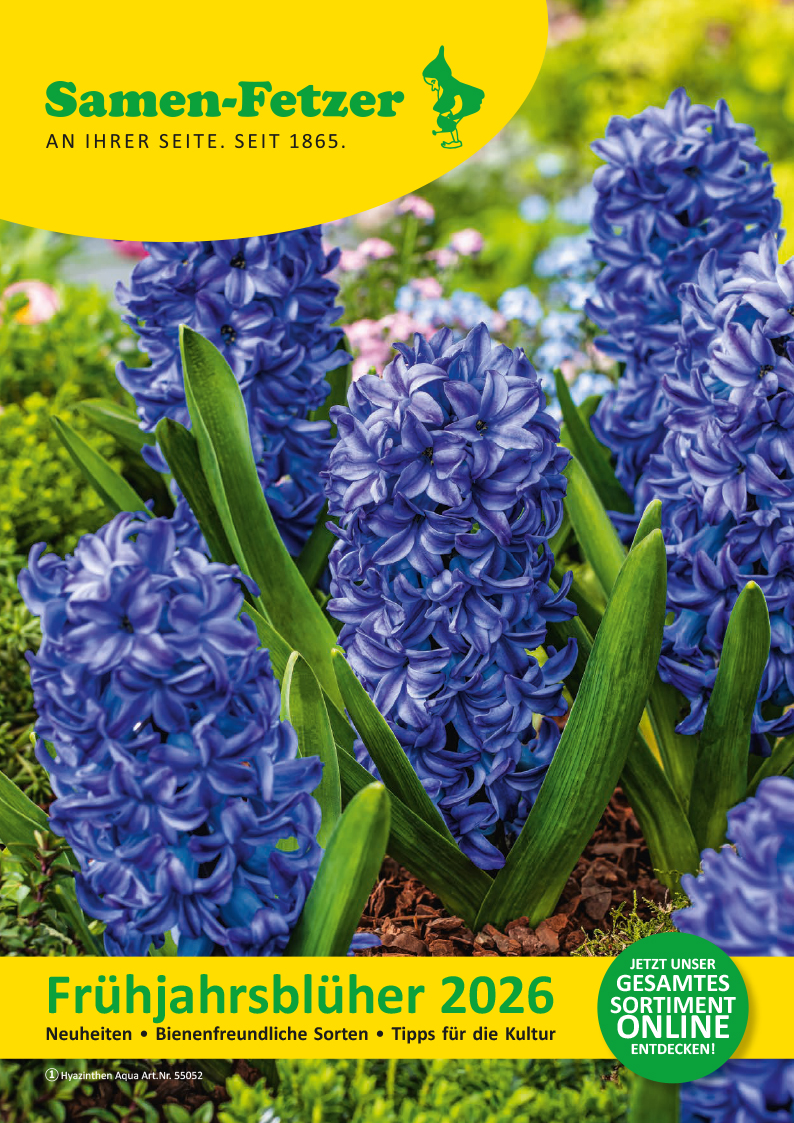Nahaufnahme blauer Hyazinthen (Hyacinthus 'Aqua') auf dem Cover des Samen-Fetzer Katalogs 'Frühjahrsblüher 2026', mit gelben Marken-Elementen und Hinweis auf bienenfreundliche Sorten.