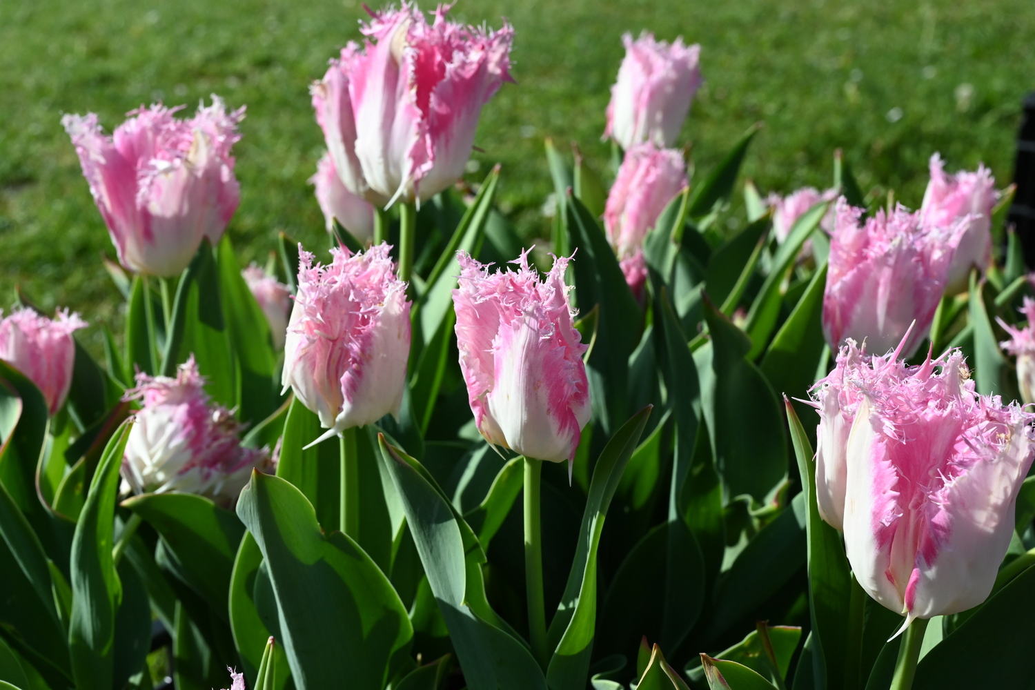 Nahaufnahme gefranster rosa-weißer Tulpen im Beet, dichtes grünes Laub und sonniger Hintergrund