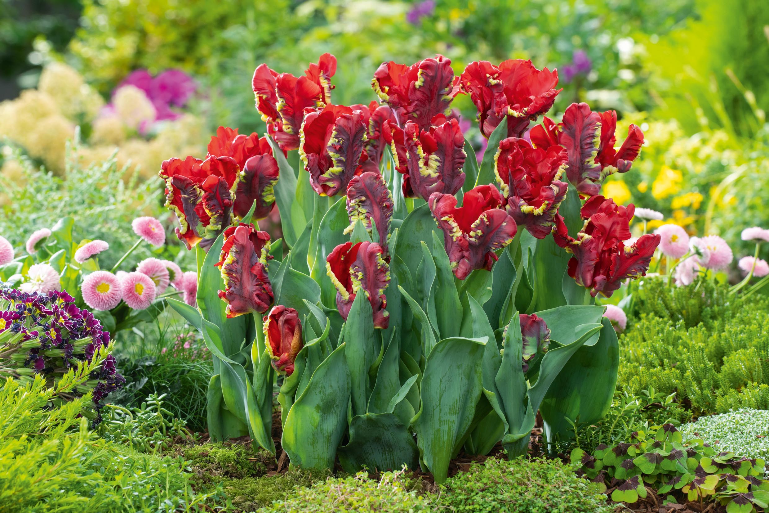 Nahaufnahme roter Papagei-Tulpen mit gelb-grünen, gezackten Blütenrändern in einem bunten Gartenbeet