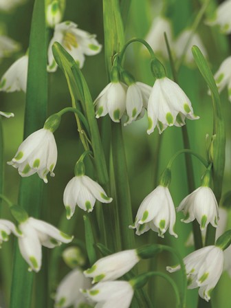 50117_Leucojum aestivum Gravetye Giant Nahaufnahme von blühenden Märzenbechern (Leucojum vernum), weißen glockenförmigen Blüten mit grünen Tupfen an den Blütenrändern vor grünem Blattwerk