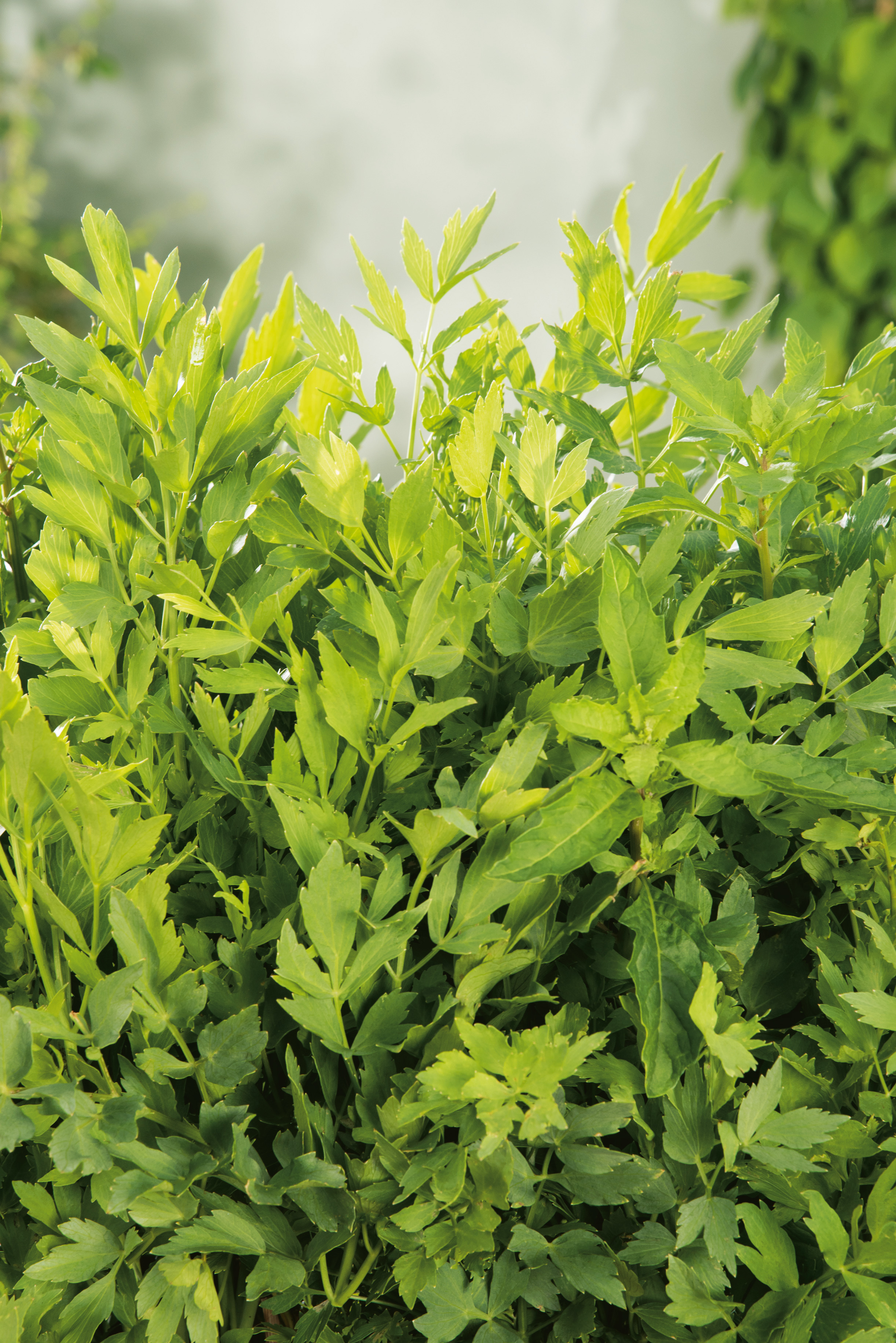 204_Liebstöckel, Maggikraut Nahaufnahme von frischen, leuchtend grünen Blättern einer Gartenpflanze im Sommer