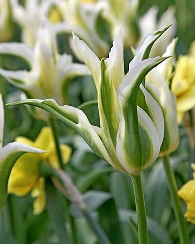 Nahaufnahme einer grün-weißen Viridiflora-Tulpe mit spitzen Blütenblättern vor gelben Blumen im Garten