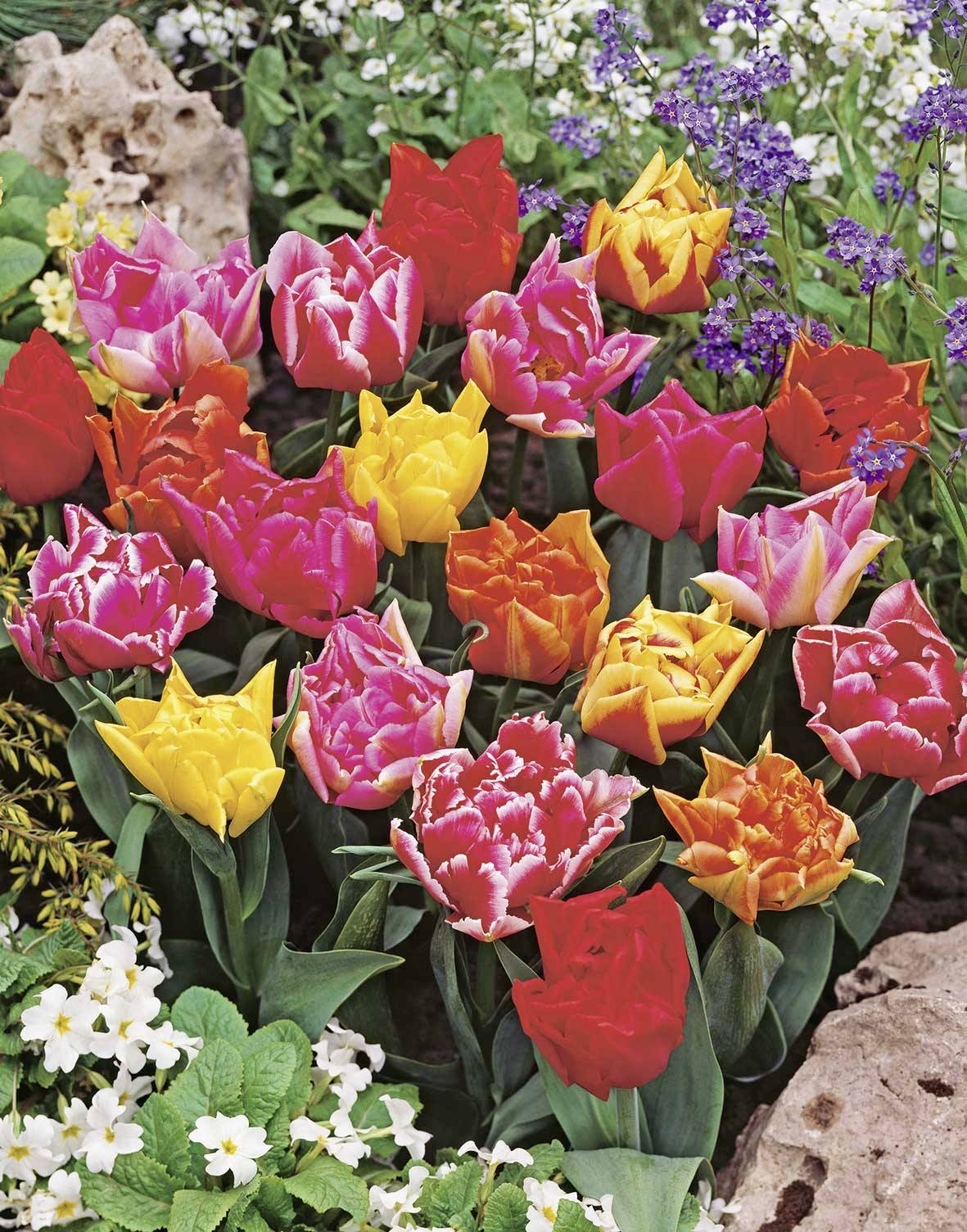 51049_13005483_FM Nahaufnahme bunter, gefüllter Tulpen (rot, rosa, gelb, orange) im Frühlingsbeet mit grünen Blättern, weißen Primeln und violetten Begleitblüten