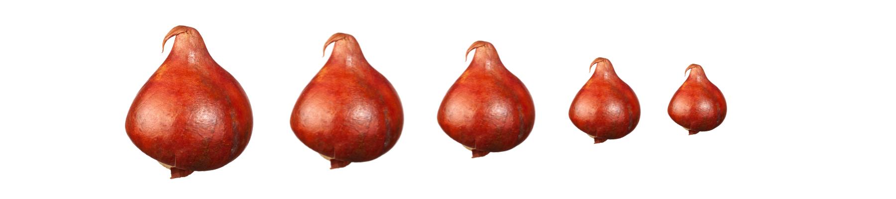 Rote Zwiebeln in verschiedenen Größen nebeneinander angeordnet