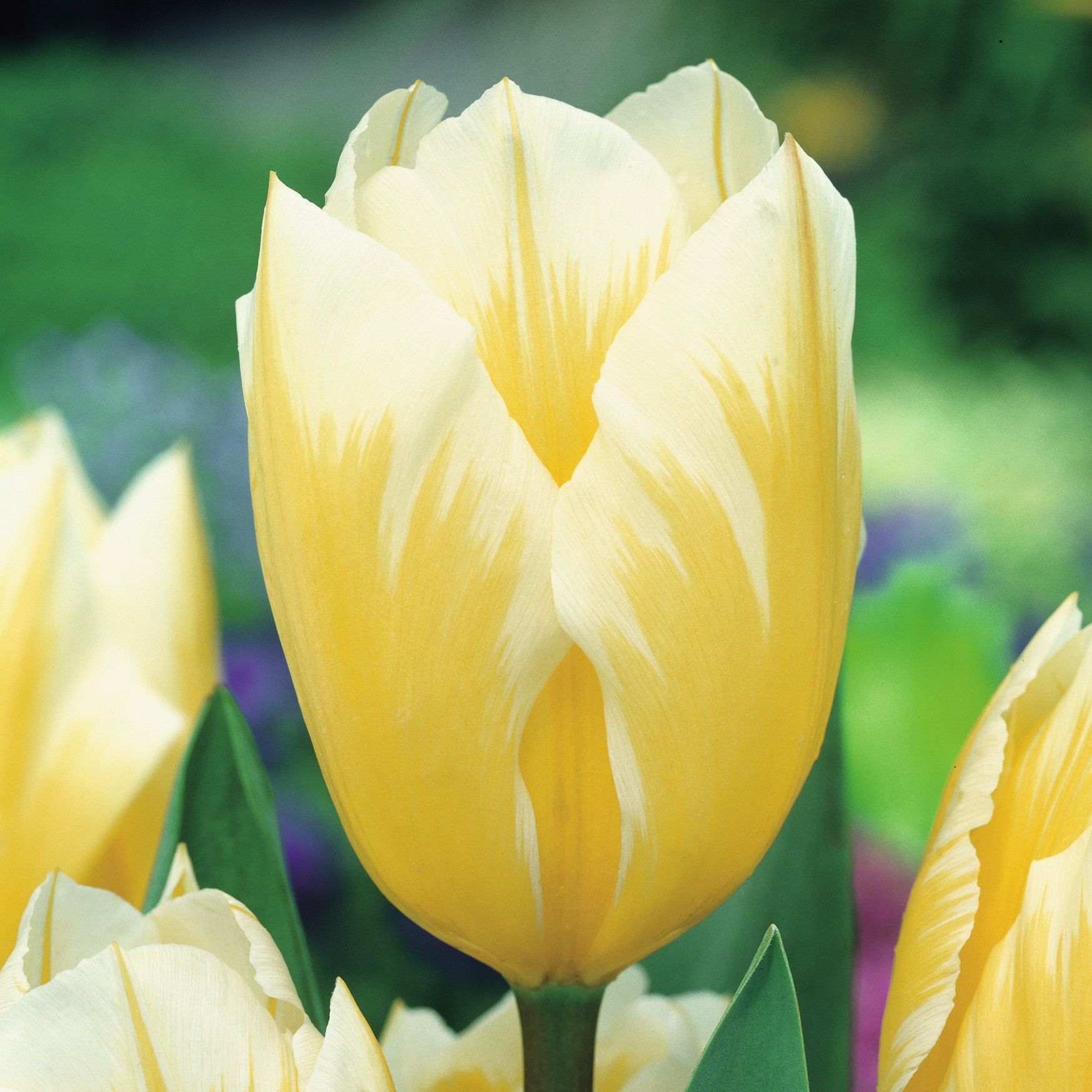 Nahaufnahme einer gelb-weißen Tulpenblüte mit cremefarbenen Zeichnungen vor unscharfem Gartenhintergrund