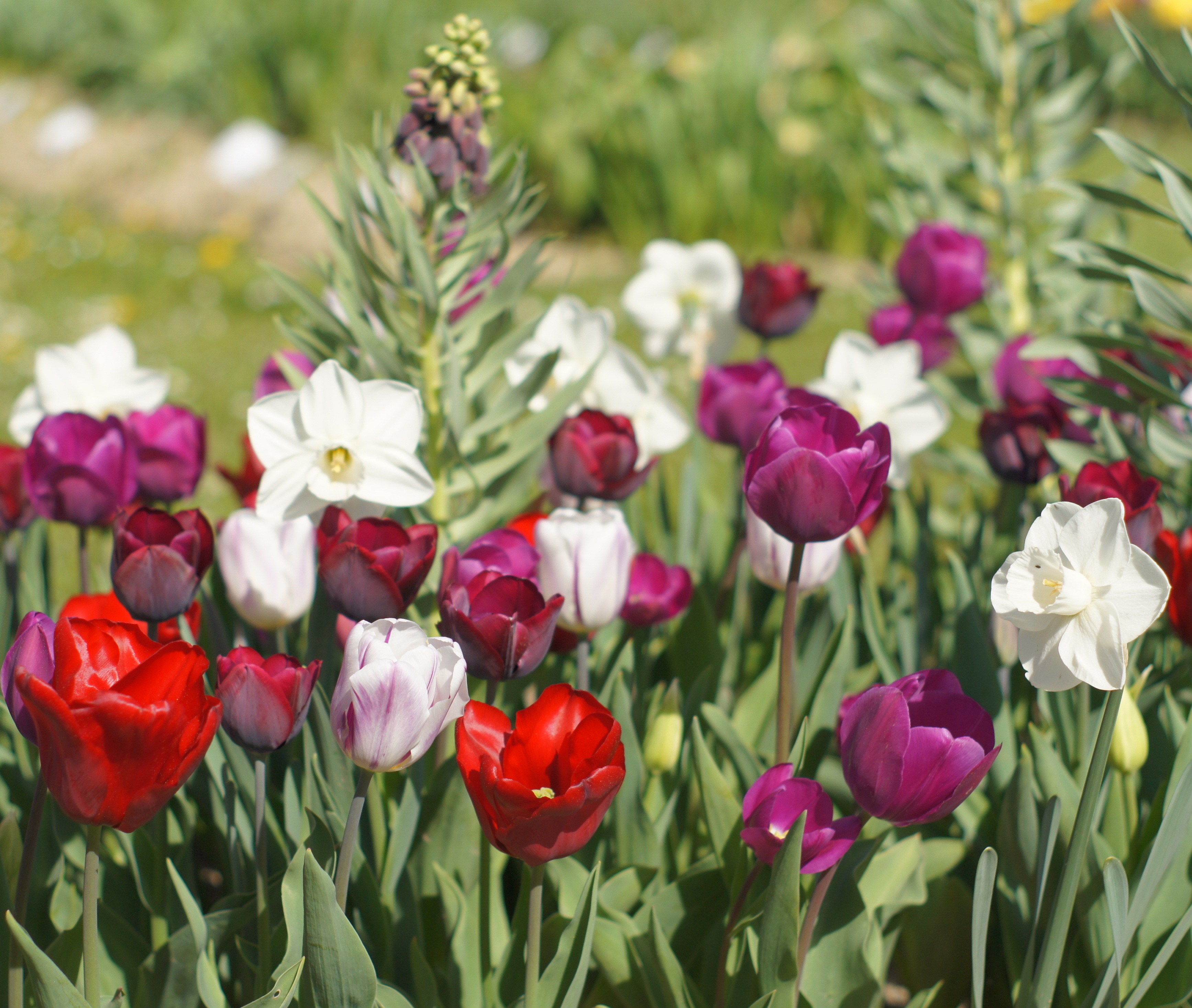 51007_Velvet White Purple Frühlingsgarten mit roten, violetten und weißen Tulpen sowie weißen Narzissen in voller Blüte bei Sonnenschein