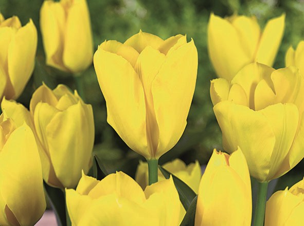 Nahaufnahme gelber Tulpen: mehrere geöffnete Blüten in leuchtendem Gelb vor grünem Blattwerk