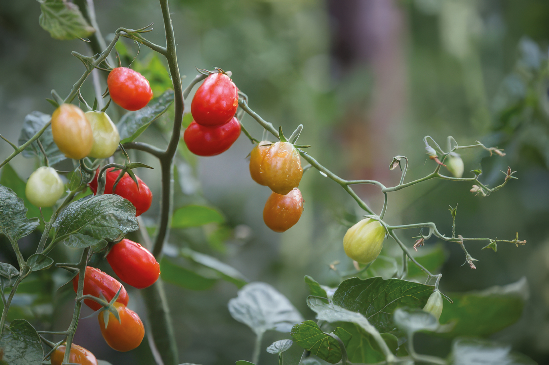 Cocktailtomate Mini-Pflaume