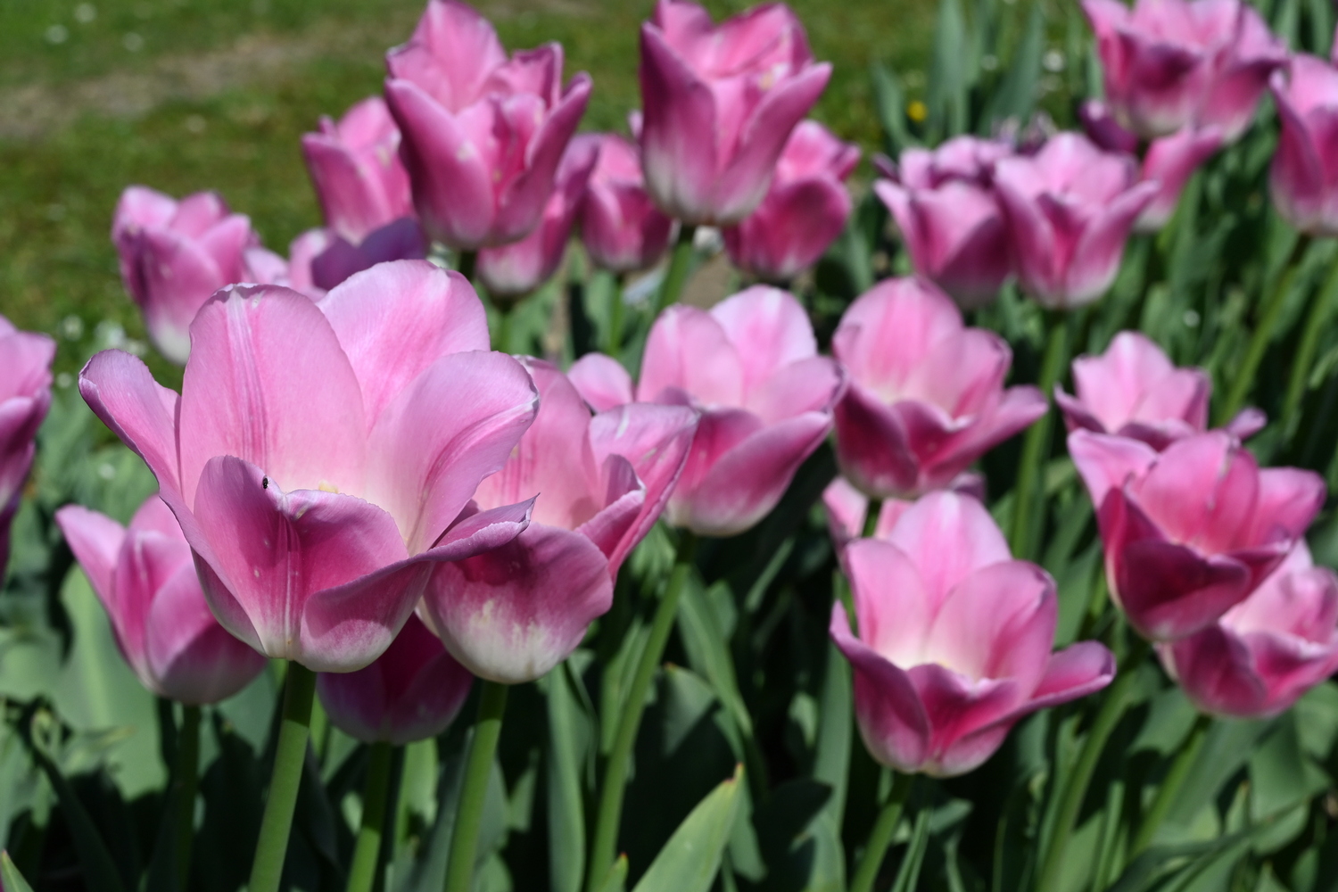 Nahaufnahme rosa Tulpen mit geöffneten Blüten in einem Gartenbeet, grünes Laub im Hintergrund