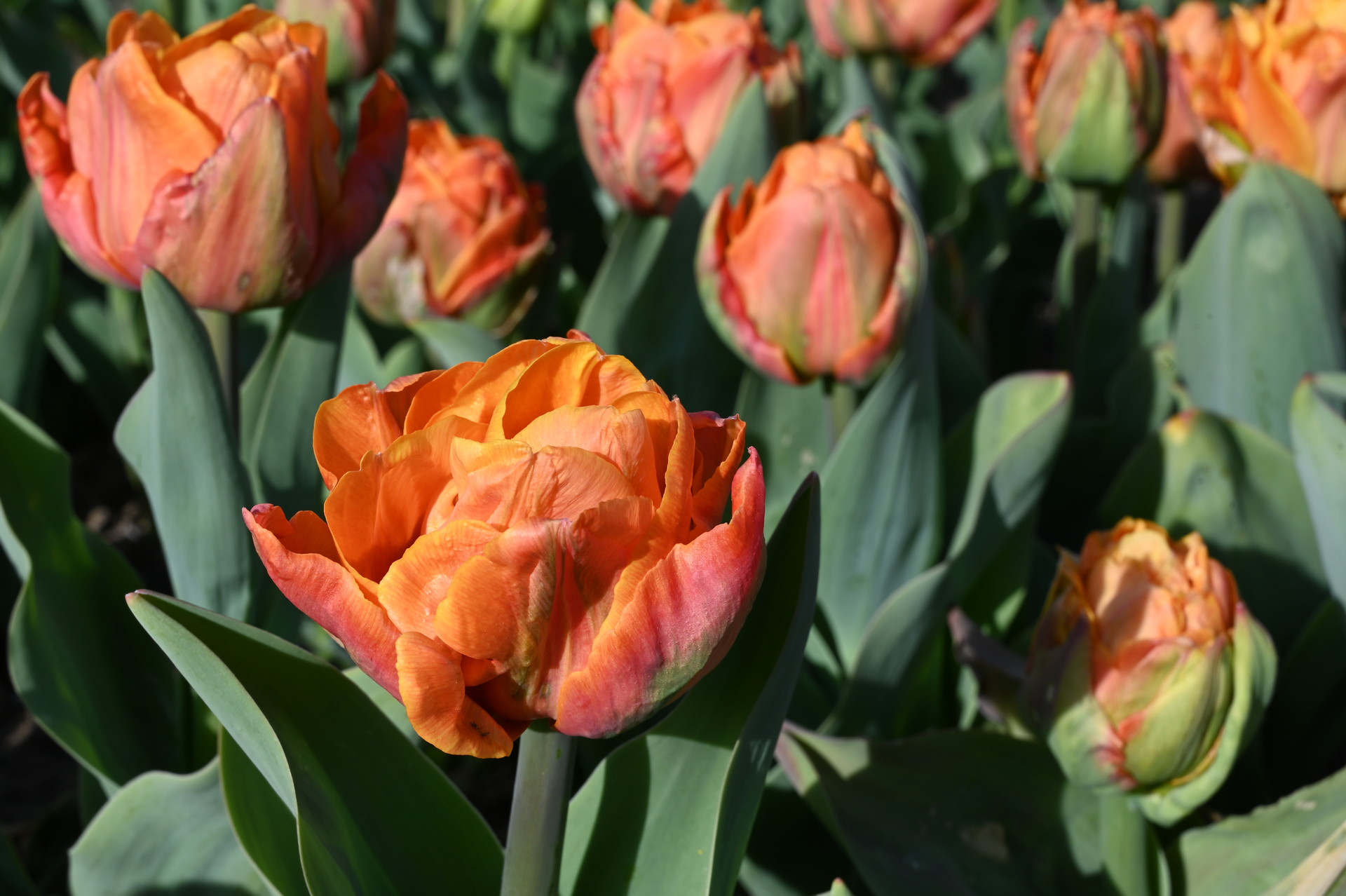 Gefüllte frühe Tulpen Lorenzo