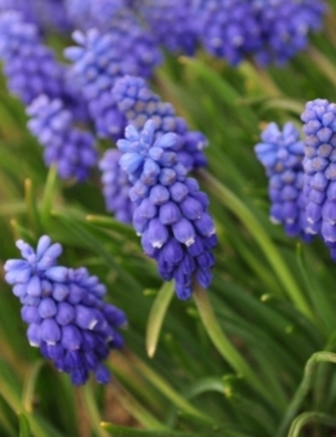 Muscari armeniacum Atlantic
