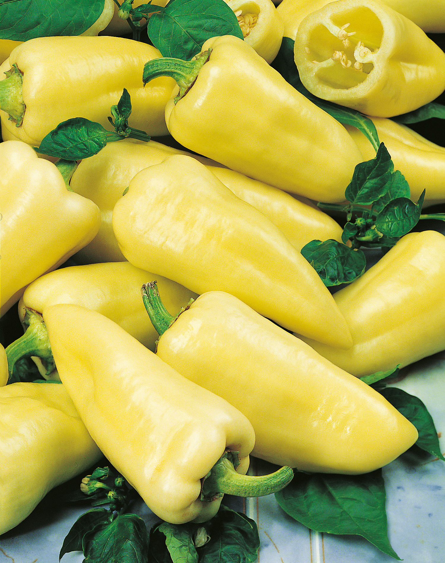 Mehrere gelbe, kegelförmige Paprika der Sorte Pusztagold, mild-nussige Gemüsepaprika für den Freilandanbau, die nach rot abreift
