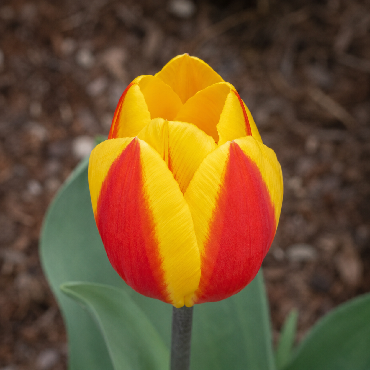 Einfache frühe Tulpen Flair