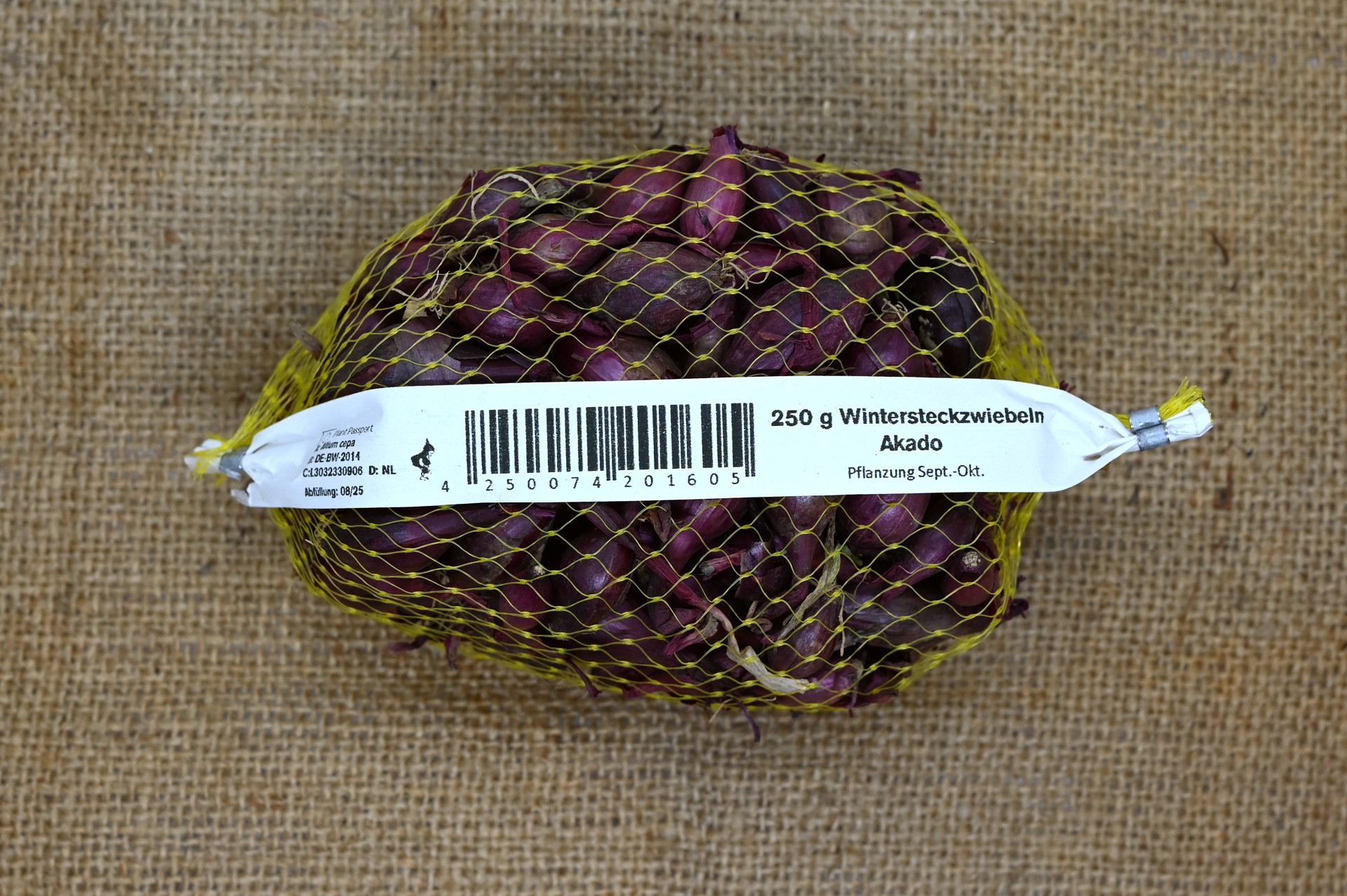 Wintersteckzwiebeln Akado