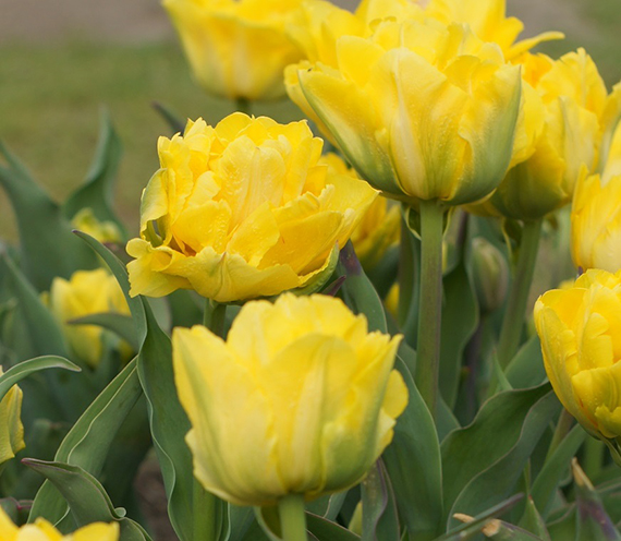 Nahaufnahme mehrerer gefüllter gelber Tulpen im Beet mit grünen Blättern und verschwommenem Hintergrund