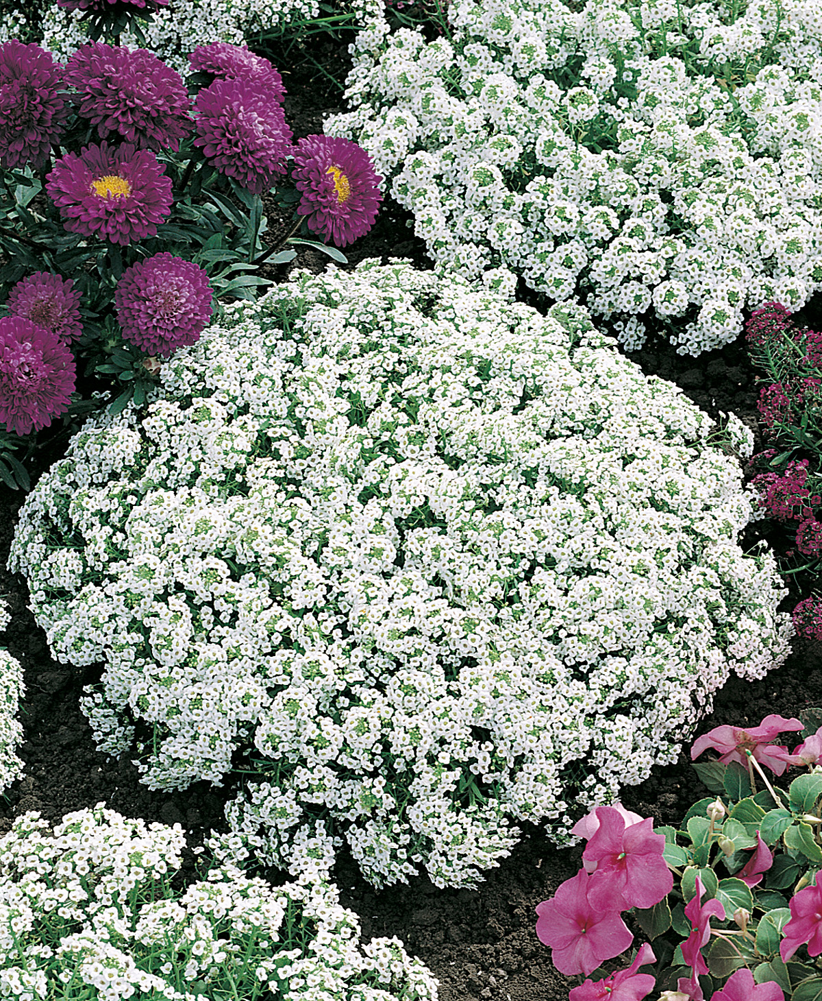 Weißer Duft-Steinrich (Lobularia maritima) als dichter Bodendecker im Blumenbeet, umgeben von violetten Astern und rosa Einjährigen