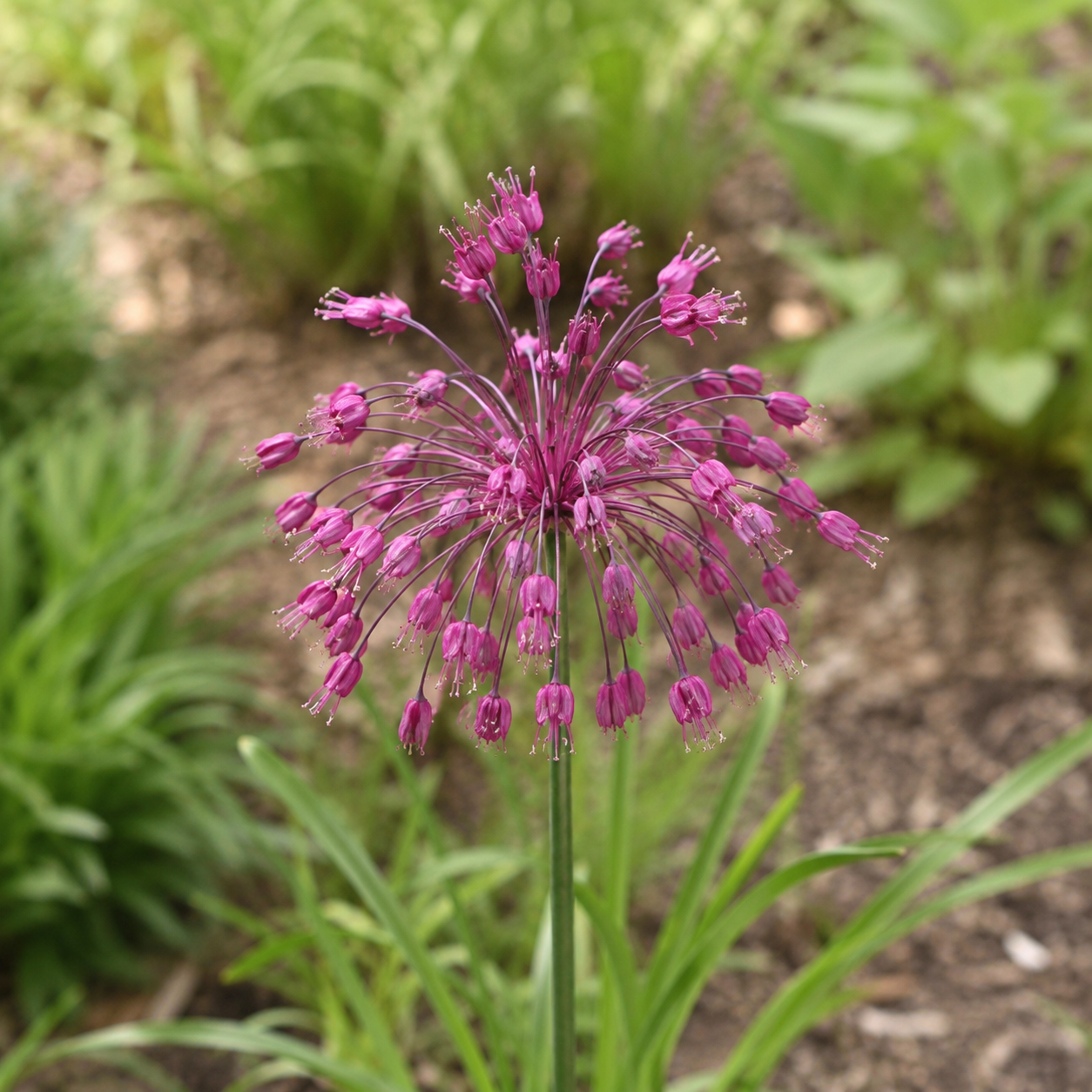 Allium carinatum ssp. pulchellum