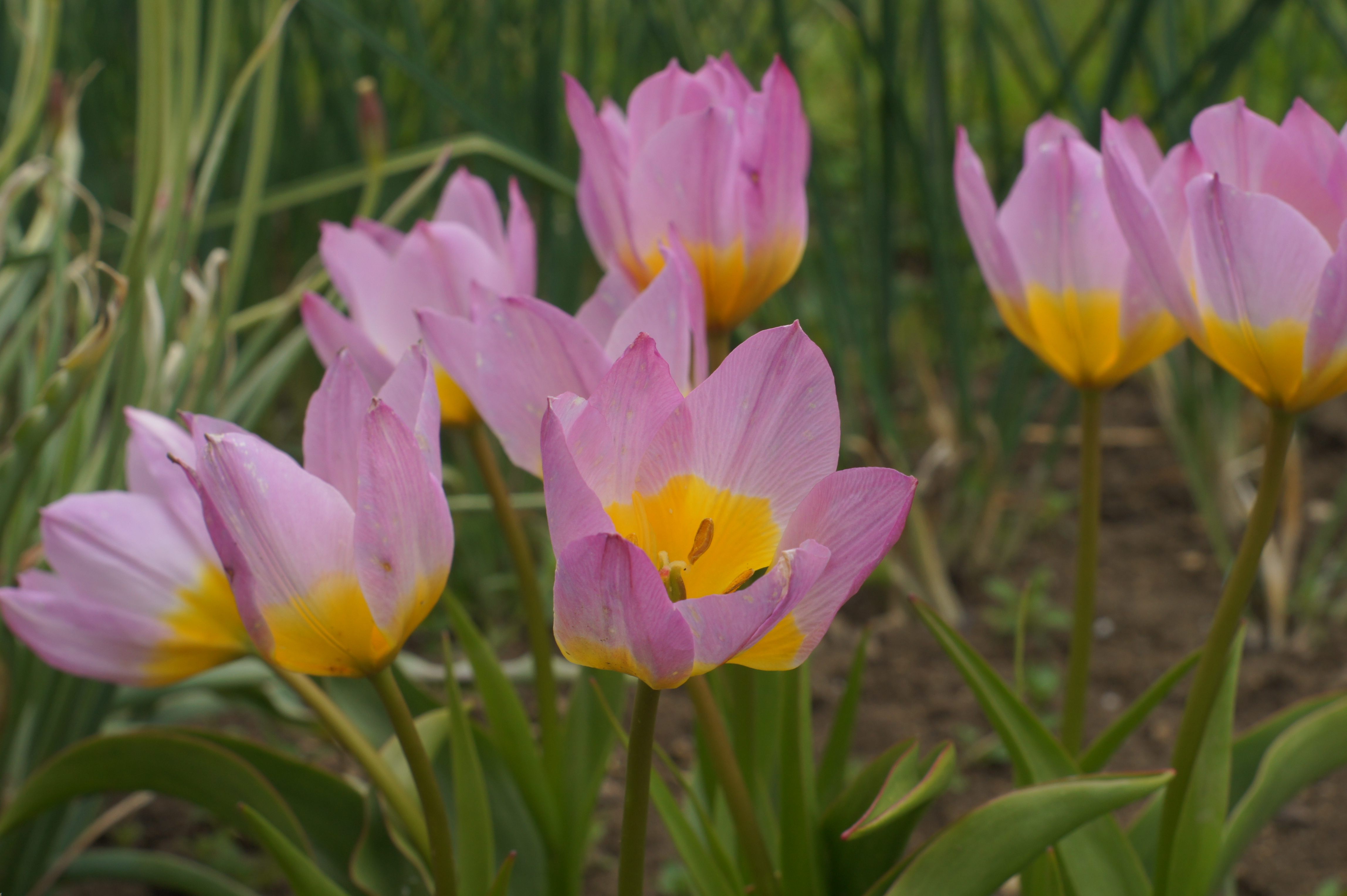 Tulipa bakeri Lilac Wonder