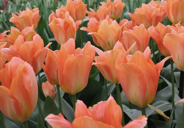 Nahaufnahme von papaya-orangefarbenen Tulpen in einem Beet