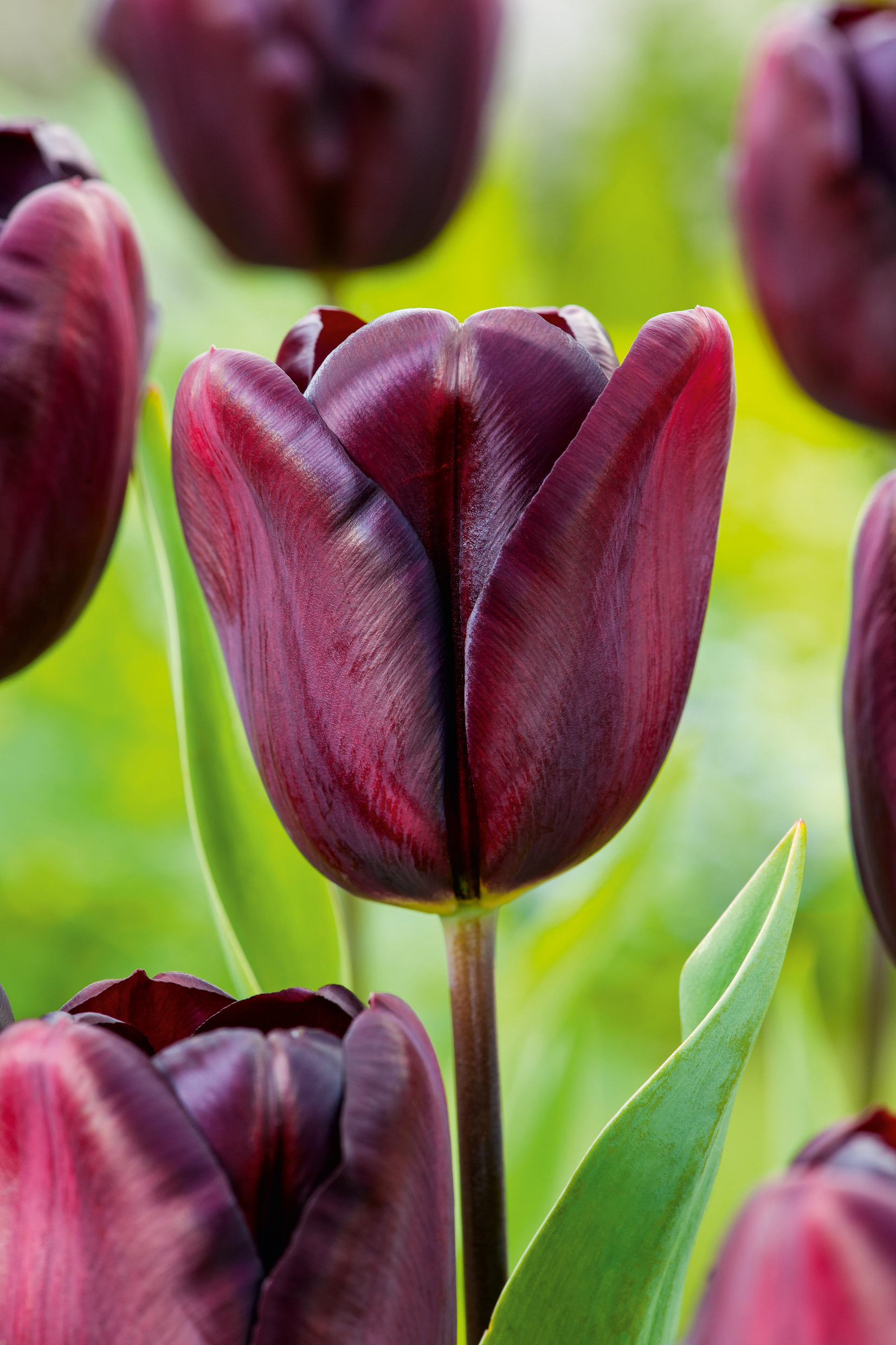 Nahaufnahme einer dunkelvioletten Tulpe mit samtigen Blütenblättern, sichtbarem Stiel und unscharfem grünem Hintergrund